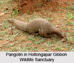 Hollongapar Gibbon Wildlife Sanctuary, Assam