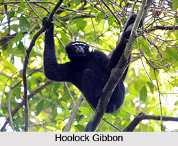 Hoollongapar Gibbon Sanctuary, Jorhat District, Assam
