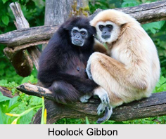 Hoolock Gibbon Reserve, Meghalaya