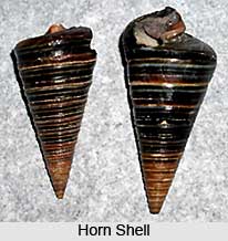 Horn Shell, Indian Aquatic Species