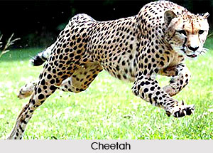 Hunting in Mughal India