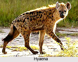 Panna National Park, Madhya Pradesh