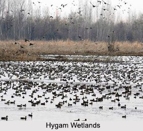 Hygam Wetlands, Baramulla District, Jammu and Kashmir