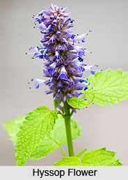 Hyssop Oil