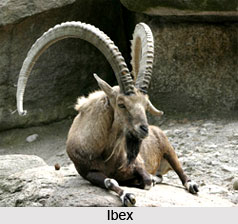 Karakoram Wildlife Sanctuary, Ladakh