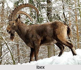 Ibex, Wild Goat, Indian Animal