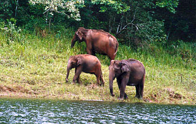 Idukki Wild Life Sanctuary