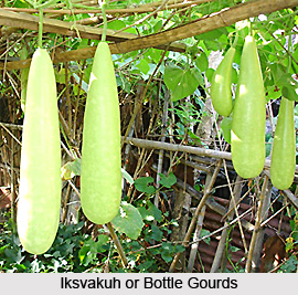 Iksvakuh , Indian Medicinal Plants