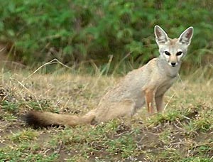 Indian Fox