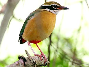 Indian Pitta