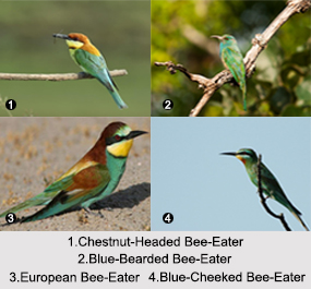 Indian Bee-Eaters, Indian Birds