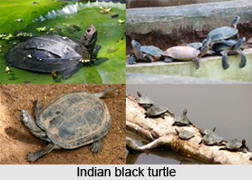 Indian Black Turtle, Indian Reptile