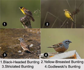Indian Buntings, Indian Birds