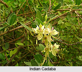Indian Cadaba, Indian Medicinal Plant