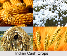 Indian Cash Crops