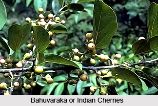 Indian Cherry, Bahuvaraka, Indian Medicinal Plant