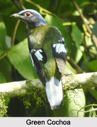 Indian Cochoas