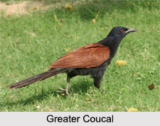Indian Coucals