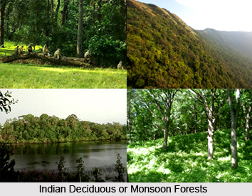 Indian Deciduous or Monsoon Forests