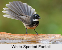 Indian Fantails