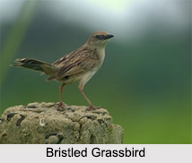 Indian Grassbirds