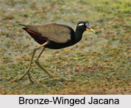 Indian Jacana