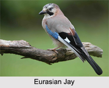 Indian Jays, Indian Bird