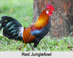 Indian Junglefowls, Indian Bird