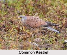 Indian Kestrels, Indian Bird