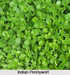 Indian Pennywort, Herb