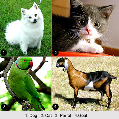 Indian Pet Animals
