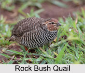 Indian Quails, Indian Birds