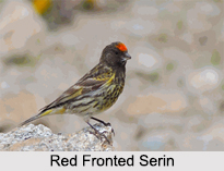 Indian Serins, Indian Birds
