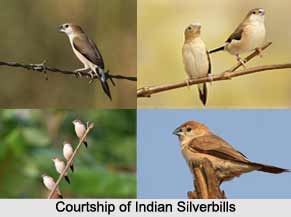 Indian Silverbill, Indian Bird