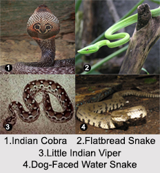 Indian Snakes