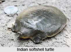 Indian Softshell Turtle, Indian Reptile