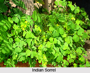 Indian Sorrel, Herb