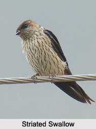 Indian Swallow