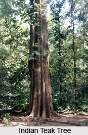 Indian Teak Tree
