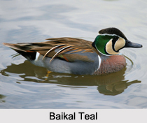 Indian Teals, Indian Bird