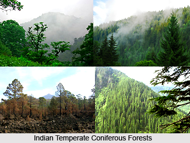 Indian Temperate Coniferous Forests
