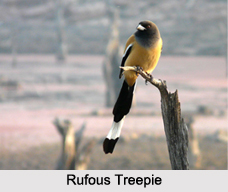 Indian Treepies