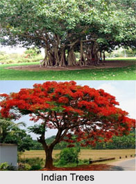 Indian Trees