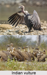 Indian Vulture, Indian Bird