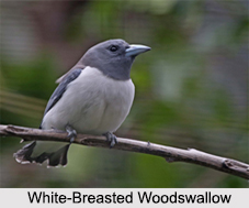Indian Woodswallows