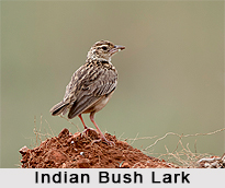 Indian Bush Lark, Indian Bird