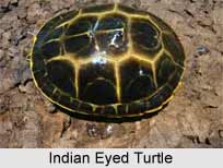 Indian Eyed Turtle, Indian Reptile