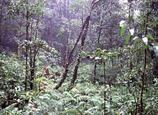 Indian Forest