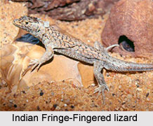 Indian Fringe-Fingered Lizard, Indian Reptile