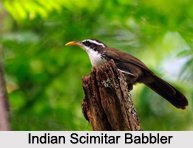 Indian Scimitar Babbler, Indian Bird